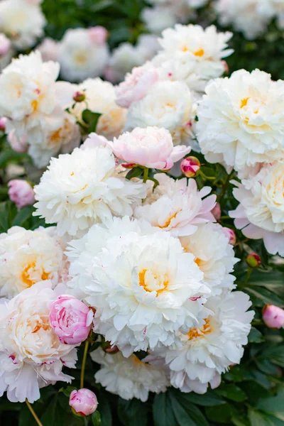 Cabeças Peônias Rosadas Brancas Frescas Colorido Canteiro Flores Rico Imagens De Bancos De Imagens Sem Royalties