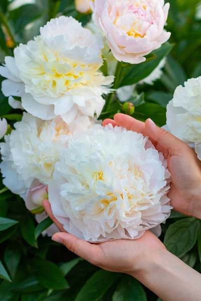 Cabeça Grande Peônia Branca Fresca Nas Mãos Mulher Canteiro Flores Imagens De Bancos De Imagens