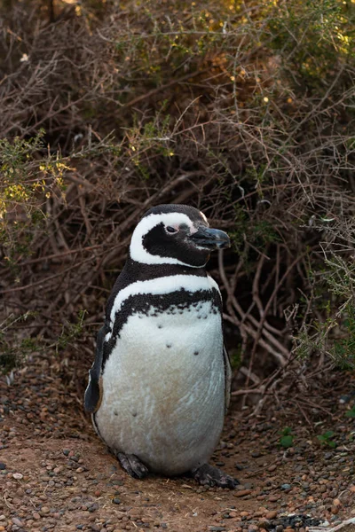 春の間 アルゼンチンの大西洋岸の地面に伝統的な巣の近くに野生のオスのマゼランペンギン — ストック写真