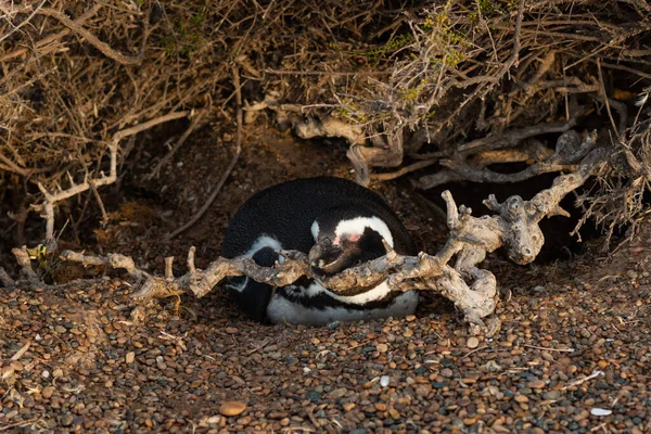 Vild Manlig Magellansk Pingvin Sover Sitt Traditionella Marken Vid Atlantkusten — Stockfoto