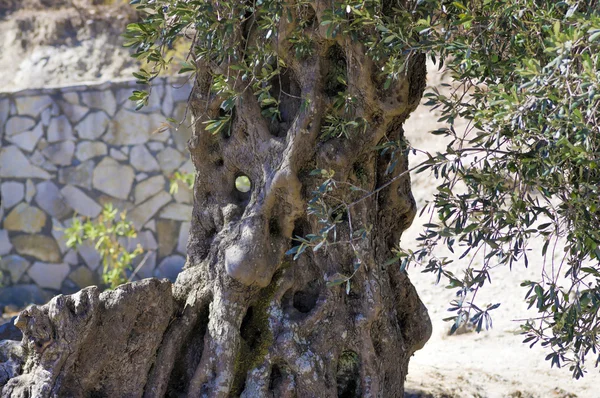 Corteza de árbol caprichosa — Foto de Stock