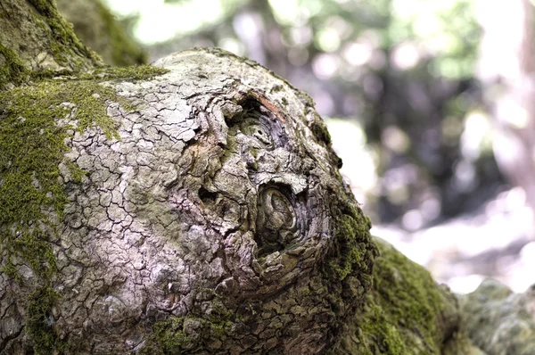 기발한 나무 껍질 — 스톡 사진