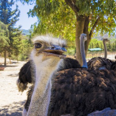 Devekuşu kafasını portre