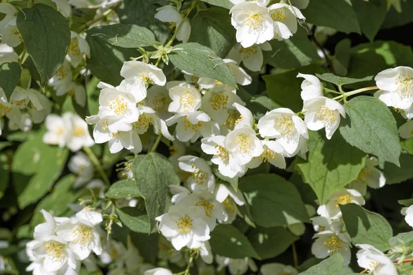 Weiße Jasminblüten — Stockfoto