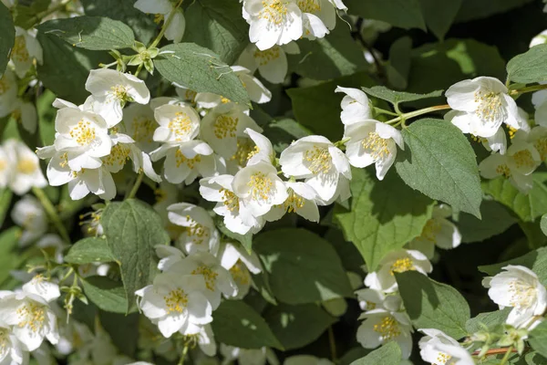 Weiße Jasminblüten — Stockfoto