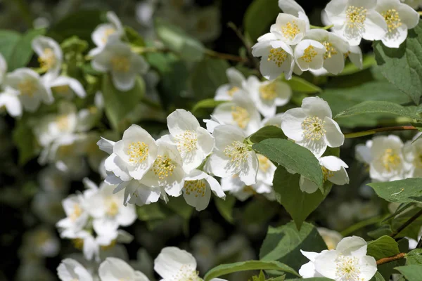 Weiße Jasminblüten — Stockfoto