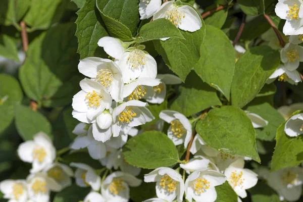 Weiße Jasminblüten — Stockfoto