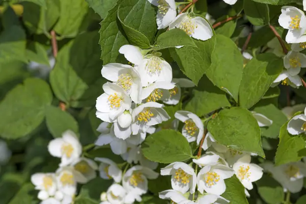 Weiße Jasminblüten — Stockfoto