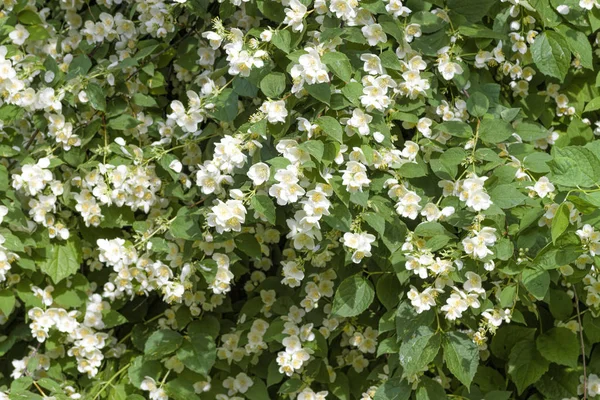 Vit jasmin blommor — Stockfoto