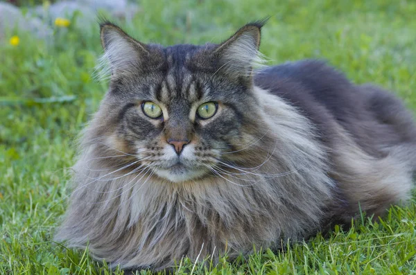 Maine-Coon-Katze — Stockfoto