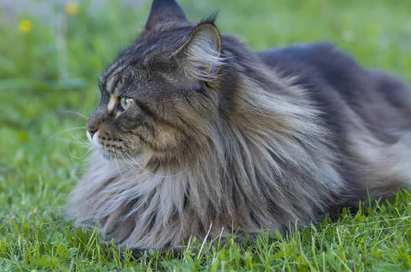 Maine Coon gatto — Foto Stock