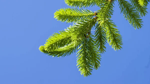 Ramos de Abeto Verde — Fotografia de Stock