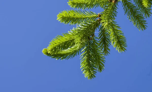 緑の小ぎれいなな枝 — ストック写真