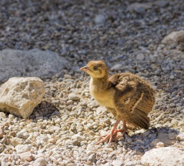Tavus kuşu civciv buzlu