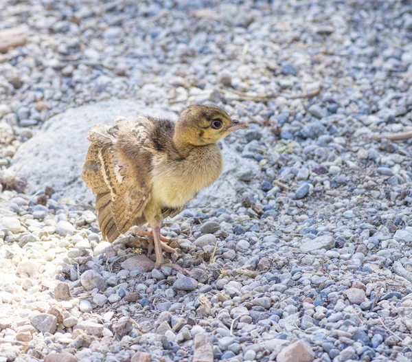 Peacock polluelo en las rocas — Foto de Stock