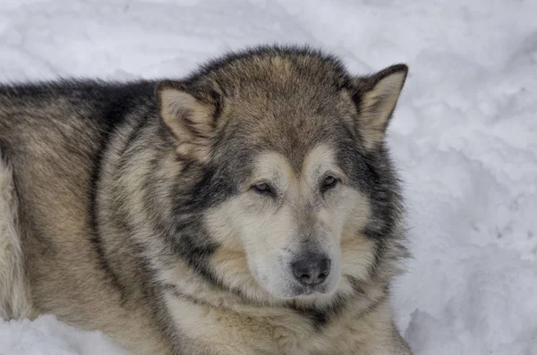 Grande cão desgrenhado — Fotografia de Stock