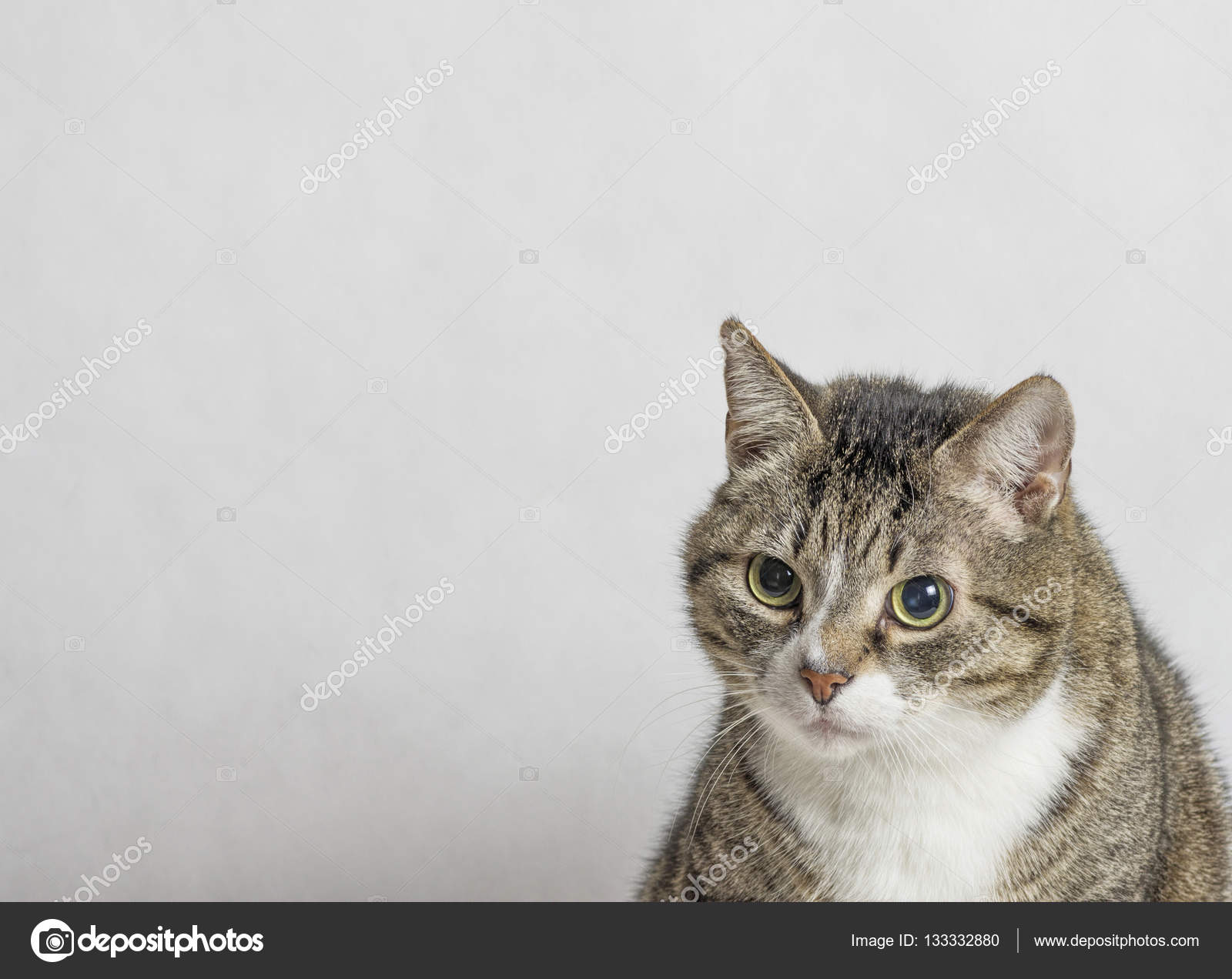 灰色和白色的大花猫 图库照片 C Vizland