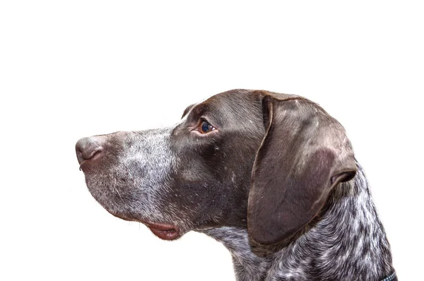 Německý Krátkosrstý pes — Stock fotografie