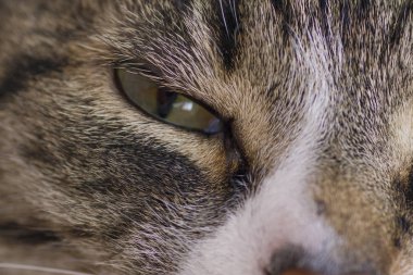 Tek gözü yeşil kedi yakın çekim