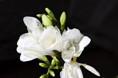 Beyaz Frezya yakın çekim