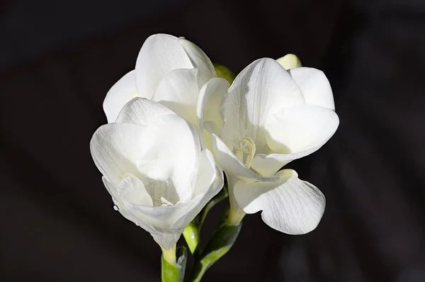 White freesia close up — Stock Photo, Image