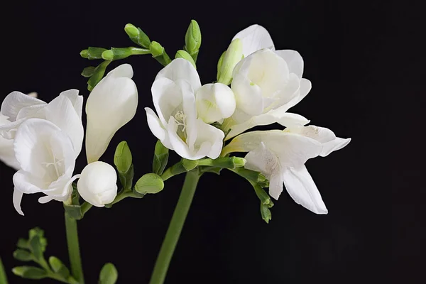 White freesia close up — Stock Photo, Image