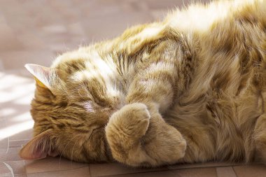 Zencefil ve beyaz tekir kedi