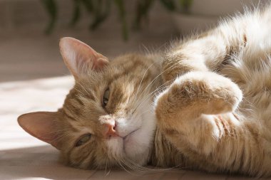 Zencefil ve beyaz tekir kedi