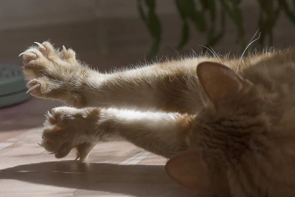 Pé arranhado de gato — Fotografia de Stock