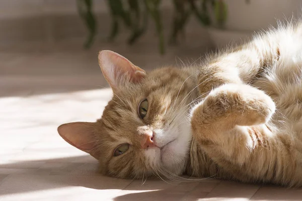 Zencefil ve beyaz tekir kedi — Stok fotoğraf