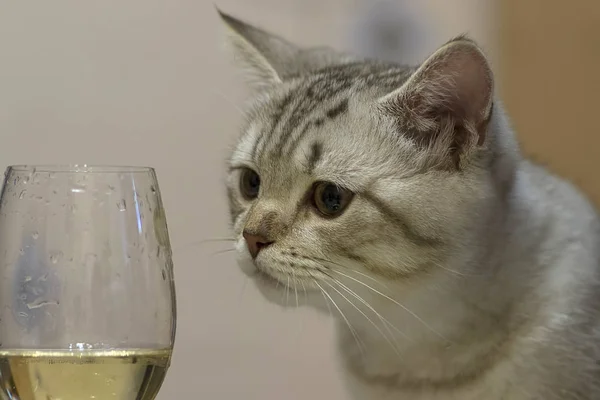 Britânico shorthair gato close-up — Fotografia de Stock