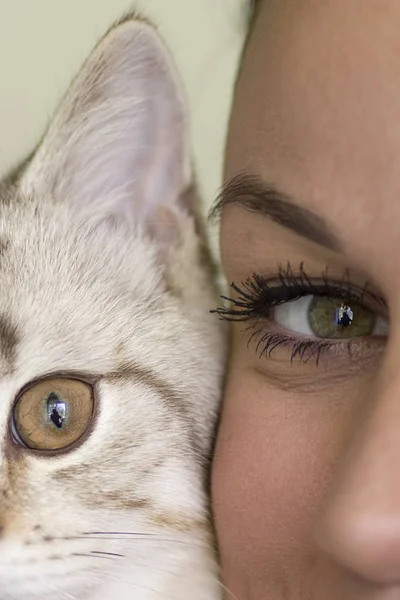 黄色の目の猫のクローズ アップ — ストック写真