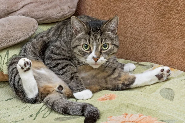 Gray and white tabby cat — Stock Photo, Image