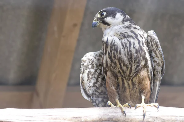 Gros plan sur le crécerelle commun — Photo