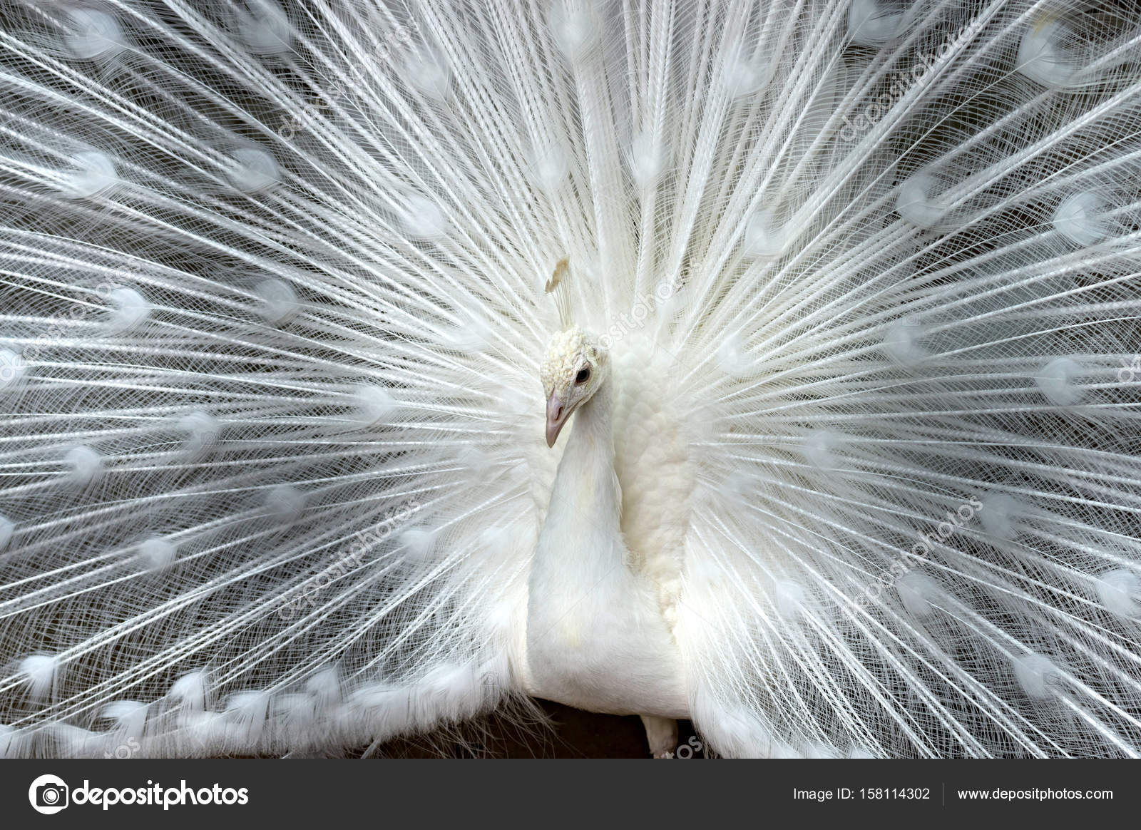 White peacock closeup — Stock Photo © vizland 158114302
