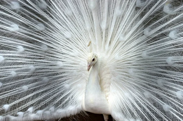 Pavão branco close-up — Fotografia de Stock