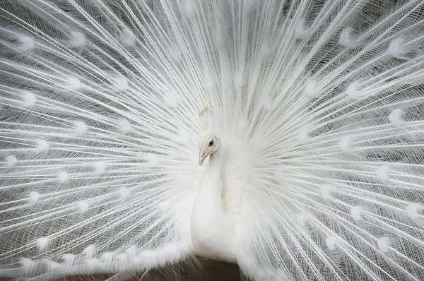 Белый павлин крупным планом — стоковое фото