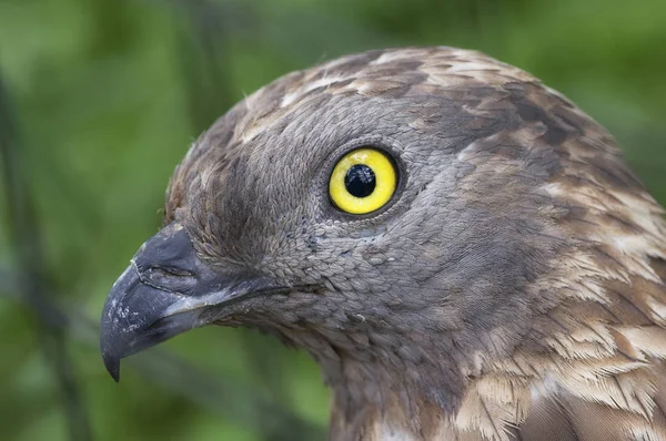 Europäischer Wespenbussard — Stockfoto