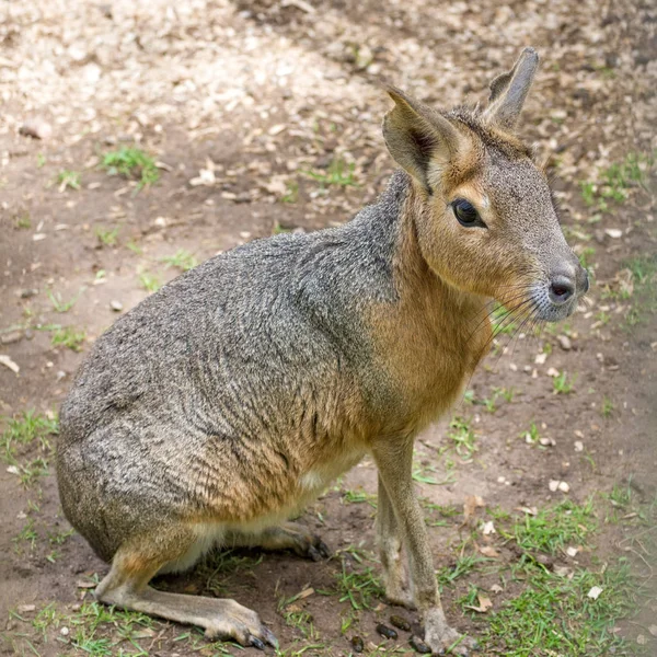 Patagonian mara - Dolichotis patagonum Royalty Free Stock Photos