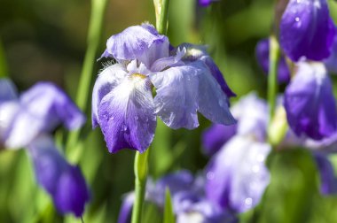 Bahçe parkta Menekşe iris