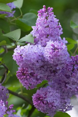 Sadece çiçek açması leylak