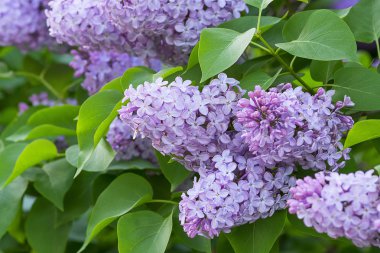 Sadece çiçek açması leylak