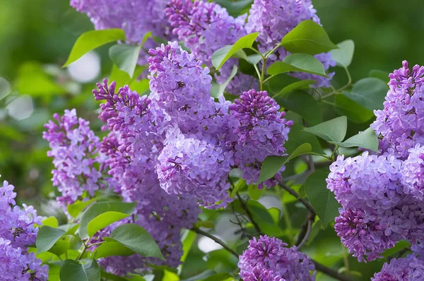 Uniquement Lilas en fleurs — Photo