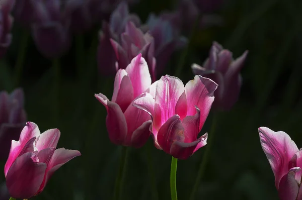 Flor tulipas fundo — Fotografia de Stock
