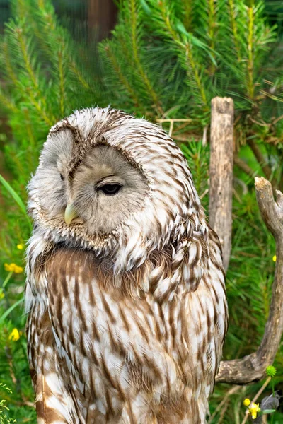 Habichtskauz — Stockfoto