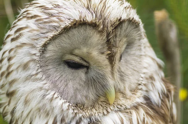 Tawny Owl macro — Stock Photo, Image