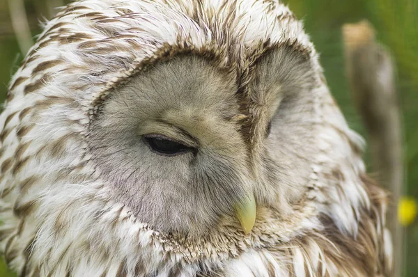 Tawny Coruja macro — Fotografia de Stock