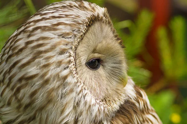 Tawny Owl macro — Stock Photo, Image