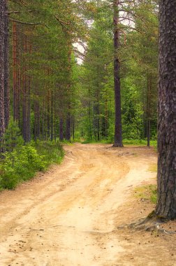 Orman içinde bir görünüm olduğunu