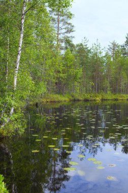 Peyzaj göl ve orman